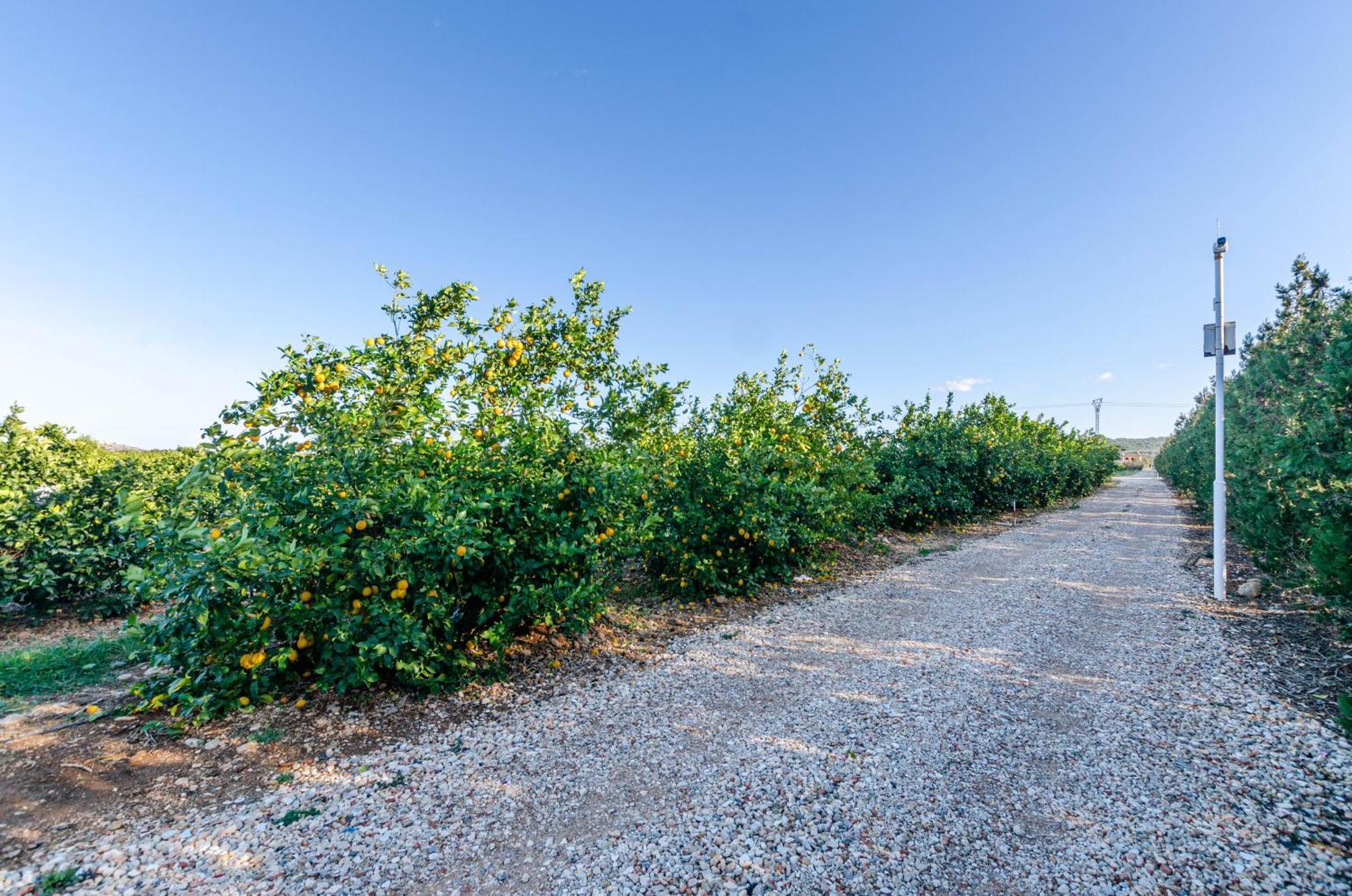 El Limonar De Mallorca - Agroturismo Ballerics Экстерьер фото